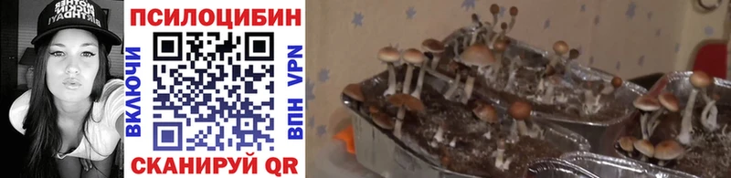 Галлюциногенные грибы GOLDEN TEACHER где найти Архангельск